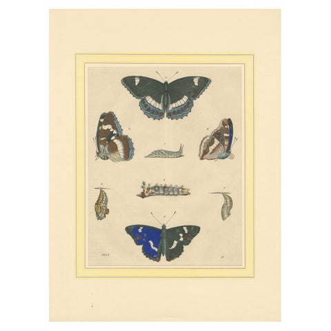 1848 Hand-Colored Lithograph of Butterfly Life Cycle