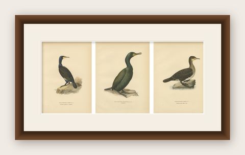 Antique Cormorant Bird Lithographs Set of 3, Scandinavian Birds Sweden 1929, shown framed