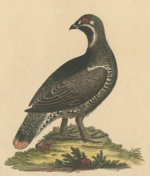 The Black and Spotted Heath Cock: An Original Hand-Colored Engraving, 1746, close-up 1