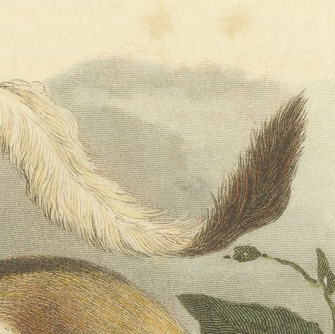 Antique Print with Hand Coloring of a Black Giant Squirrel, close-up 4