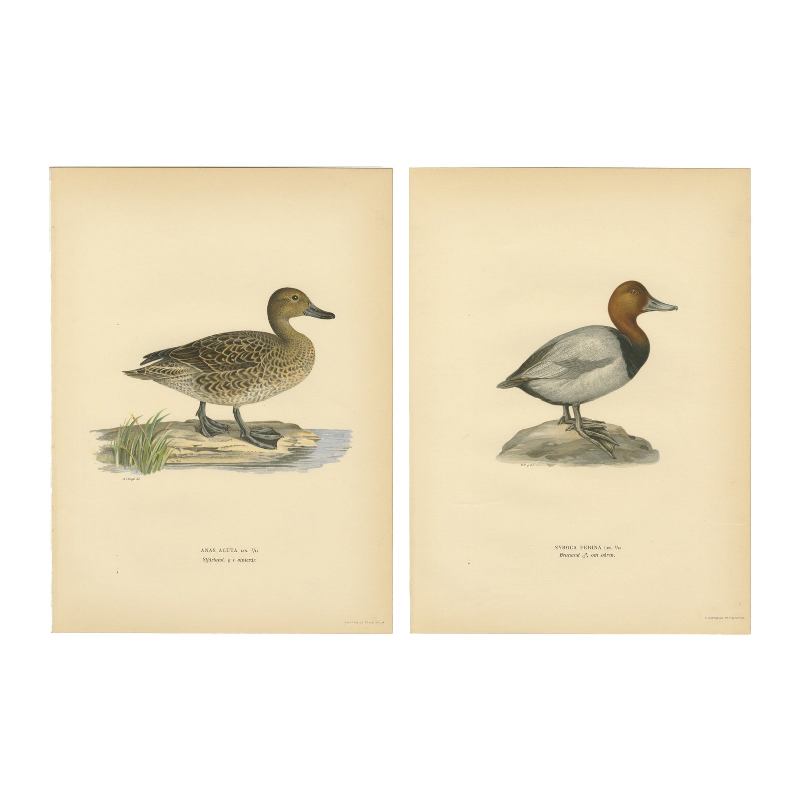 1929 Swedish Duck Lithographs Pair, Pintail & Pochard