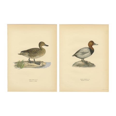 1929 Swedish Duck Lithographs Pair, Pintail & Pochard