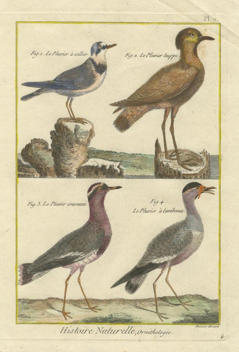 Hand-Colored Engraving of Plovers and Lapwings from Histoire Naturelle, 1790, close-up 3