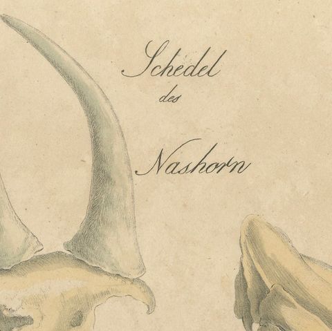 Beaver and African & Asian Rhinoceros Skull Studies, Brodtmann, 1816, close-up 5