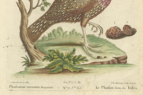 Hand-Colored Engraving of the Horned Indian Pheasant by Johann Seligmann, c.1770, close-up 2
