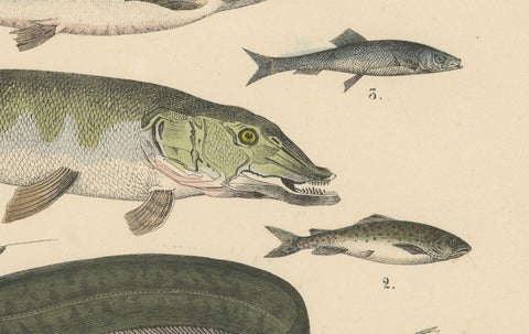 Freshwater Fish Print: Pike, Catfish, Eel, Trout, Antique 1867, close-up 6