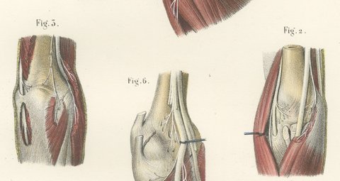 Nerves of the Joints, Antique Hirschfeld Anatomy Print, 1866, view 4