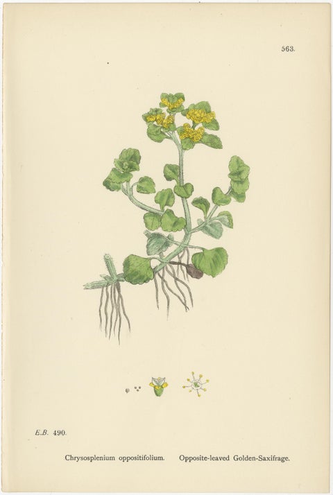 Hand-Colored Botanical Engravings of Golden Saxifrage & Grass-of-Parnassus, 1902, view 2
