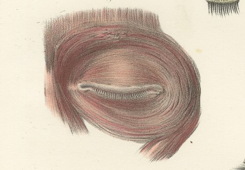 The Eyelids and Lacrimal Gland, Antique Hirschfeld Anatomy Print, 1866, view 5