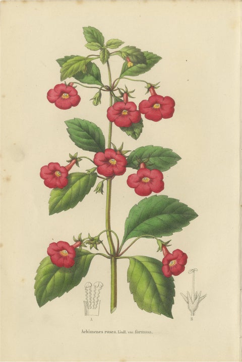 Red Achimenes Flower Botanical Lithograph, Charles Morren, 1845
