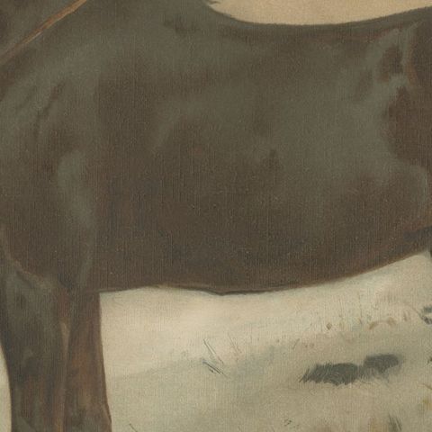 Antique Print of the Russian Half-Blood Horse by O. Eerelman, 1898, close-up 4