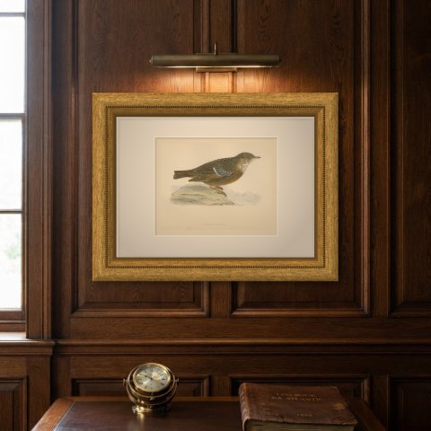 Alpine Warbler or Alpine Accentor on a Rock, Hand Colored Print, 1896, shown framed on a wall