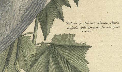 Hand-Colored Engraving of the Lesser White Heron by Johann Seligmann, c.1773, close-up 4