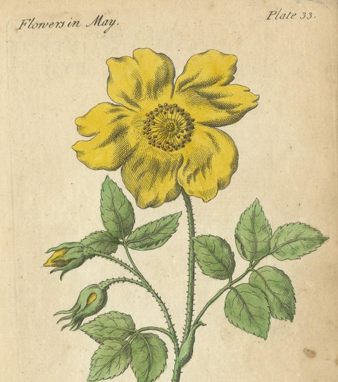 Antique Print of the Yellow Austrian Rose, Cinnamon Rose and Orange Lilly, 1747, view 4