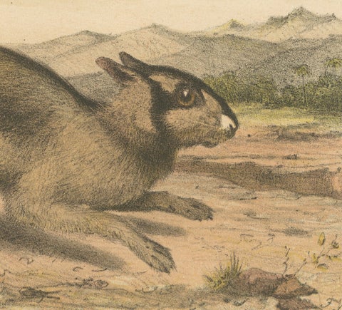 Sumatran Hare, Lepus Netscheri Schlegel, 19th Century Antique Lithograph, close-up 2