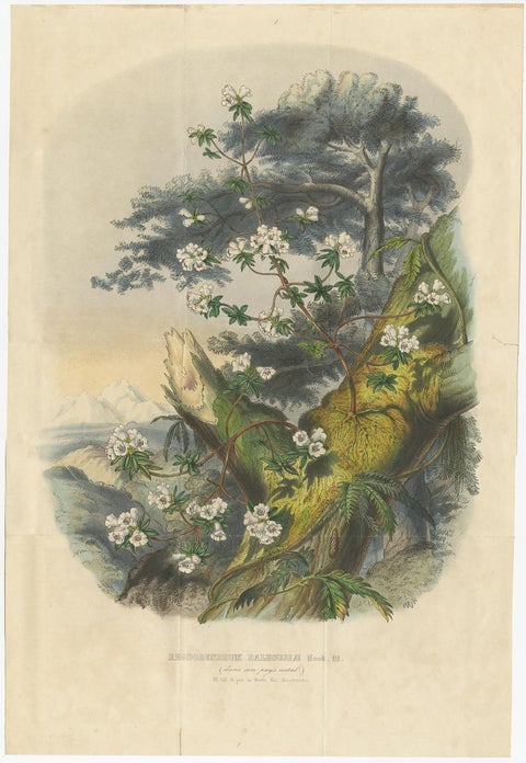 Set of 2 Antique Botany Prints, Rhododendron Dalhousiae, by Van Houtte '1849', view 3