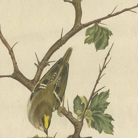 Antique Bird Print of the Goldcrest by Sepp & Nozeman, 1797, close-up 2
