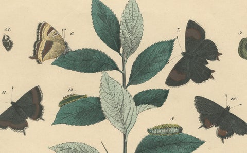 1848 Hand-Colored Lithograph of Butterflies, Caterpillars and Blackthorn Plant, close-up 3