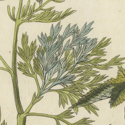 Marshmallow and Wormwood Medicinal Herbs, Antique Bertuch Print, circa 1812, close-up 1