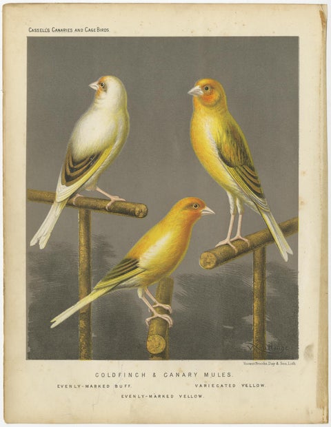 Antique Bird Print of the Gold Finch & Canary Mules, circa 1880, view 2