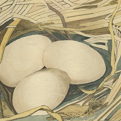 Antique Bird Print of the Nest of a Spoonbill of the Ibis Family, 1789, close-up 2