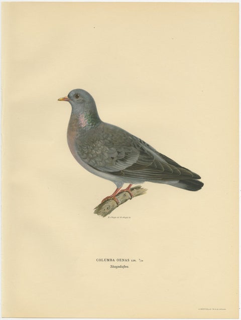Antique Bird Print of the Stock Dove by Von Wright, 1929, view 4