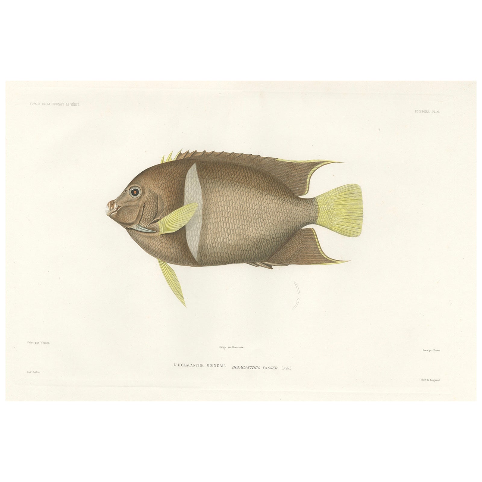 Antique Print of the King Angelfish, Hand-Colored French Lithograph, 1845