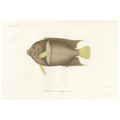 Antique Print of the King Angelfish, Hand-Colored French Lithograph, 1845