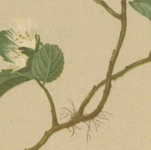 Antique Botany Print of the Dwarf Willow by Palla, 1897, close-up 2