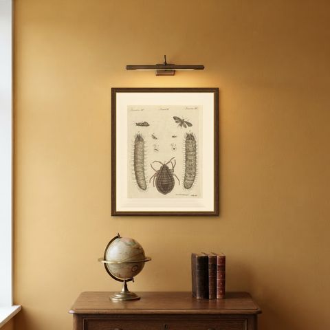 Magnified Insect Larvae and Small Moths, Antique Bertuch Print, circa 1805, shown framed on a wall
