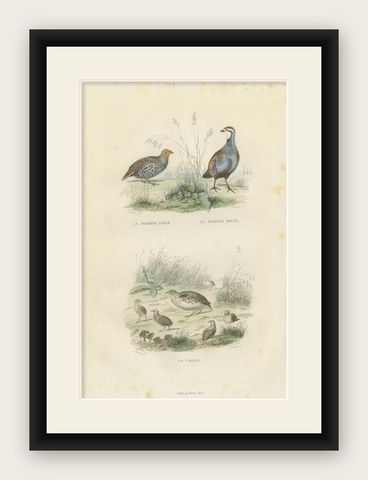 Original Antique Print of the Grey Partridge, Red Partridge and the Quail, 1841, shown framed