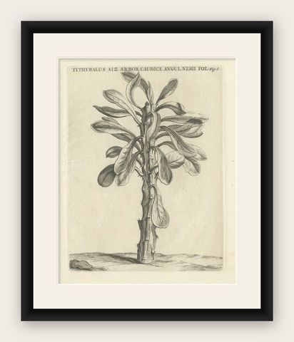 Botanical Engraving of Tithymalus Aiz Arbor from Caspar Commelin’s Work, 1706, shown framed