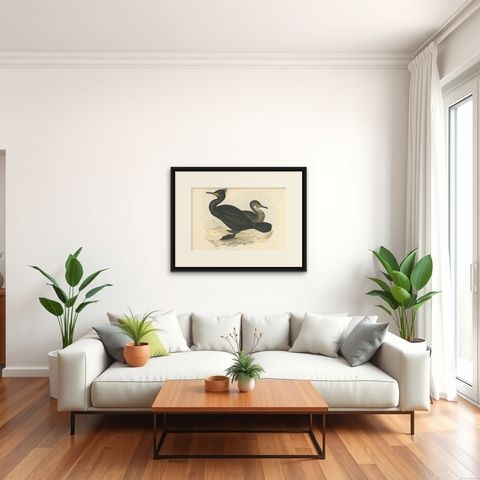 Shag or Green Cormorant, Antique Bird Print by John Gould, c.1832, shown framed in a room
