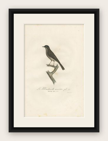 Antique Bird Print of a Peewee Flycatcher by Vieillot, 1807, shown framed