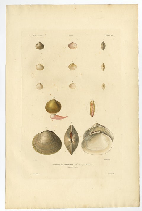 Antique Conchology Prints, Greenland Bivalves and Modiolaria Shells, 1842, view 2
