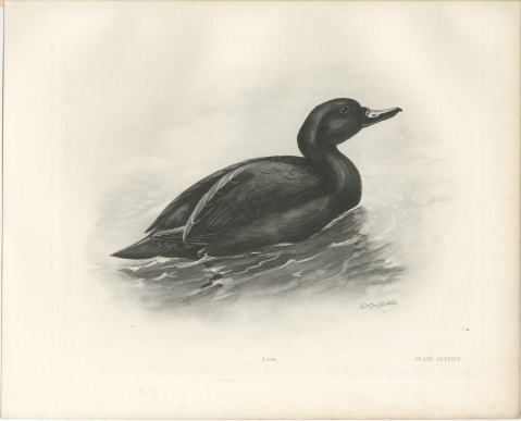 Common Scoter Drake on Open Water, Plate CLXXXIX after Lilian Medland, c. 1909, view 2