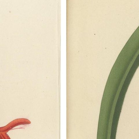 Vivid Visions: Roezl's Sage and Red Hot Poker in Botanical Art, circa 1875, close-up 1