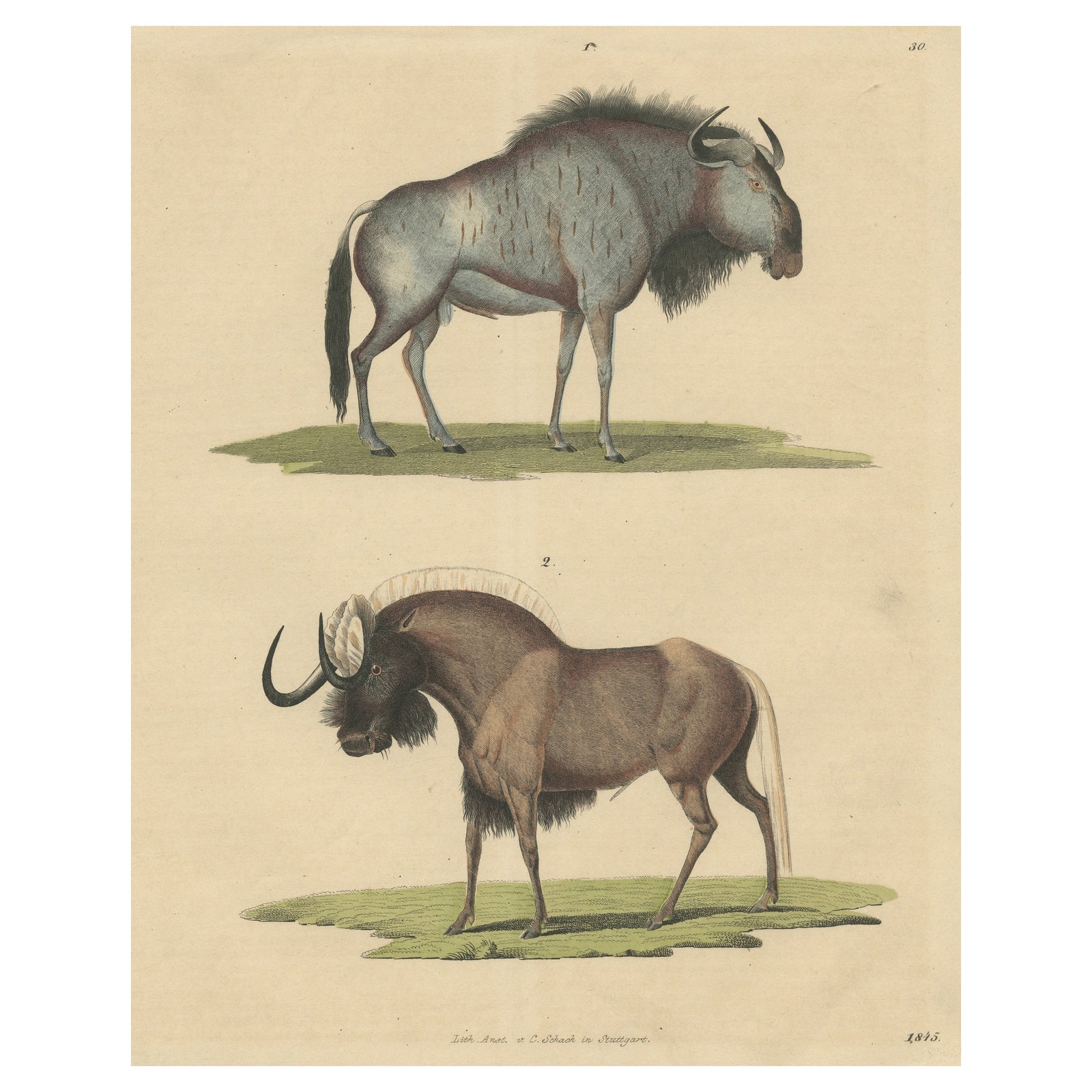1845 Hand-Colored Engraving of Wildebeest, Blue & Black Gnu