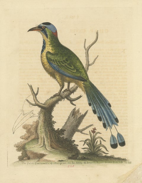 Antique Bird Print of the Brasilian Saw-Billed Roller, view 3
