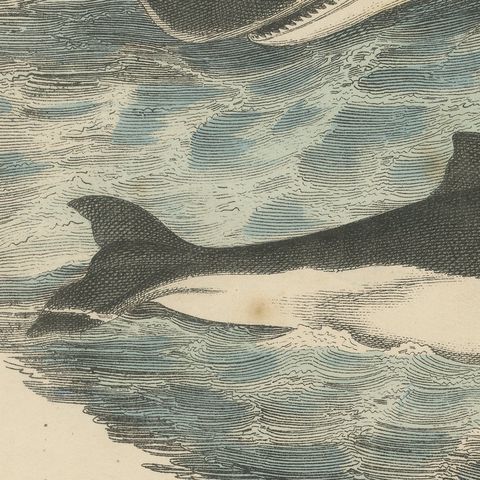 Antique Sperm Whale Print with Porpoise and Seals, Kolb Mammals, circa 1890, close-up 3