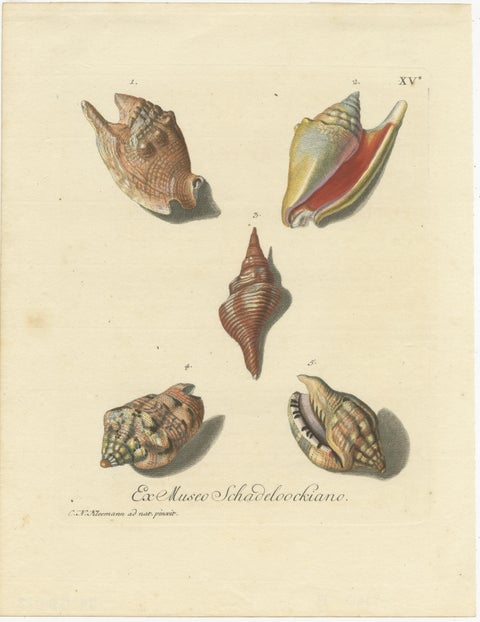 Original Antique Print of Various Seashells by G.W. Knorr, ca.1770, view 2