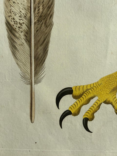 White-Tailed Eagle, Falco leucocephalus hornotinus, Netherlands, 1829, view 7