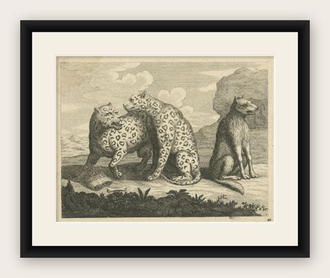 Antique Print of Leopards, c.1760, shown framed