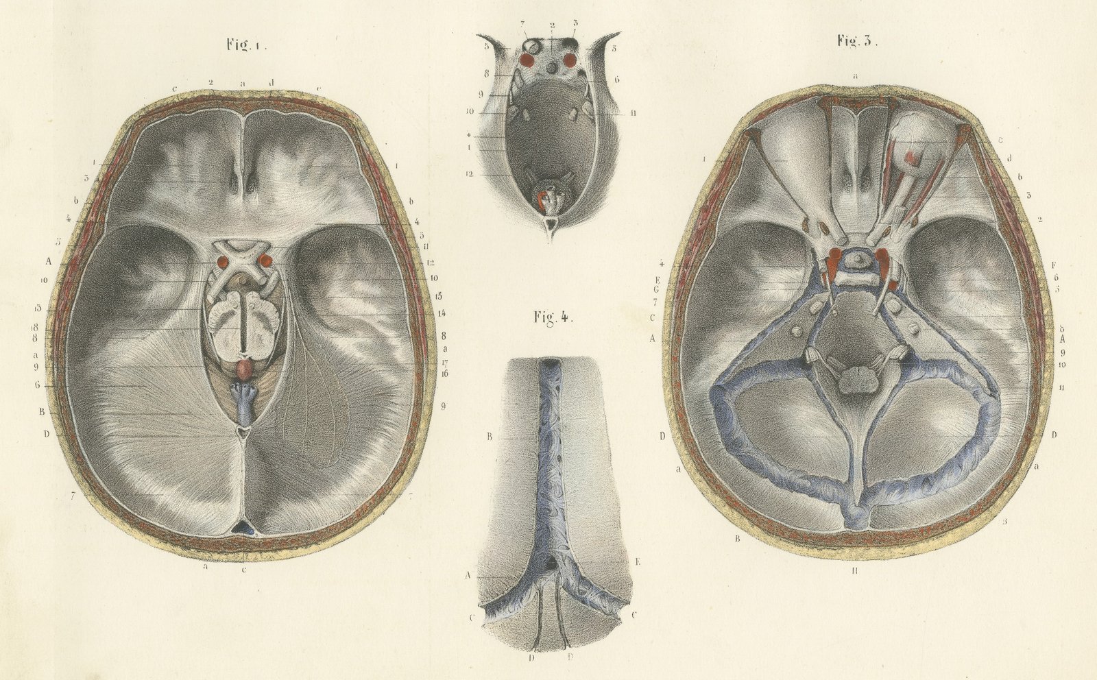 The Base of the Skull and Its Dural Folds, Hirschfeld Anatomy Print, 1866