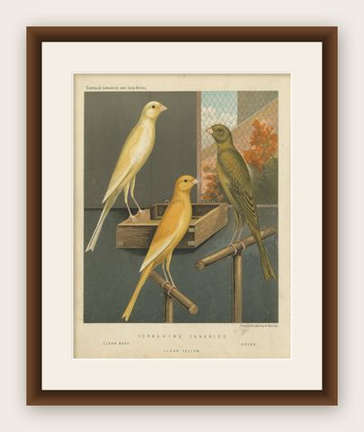 Antique Bird Print of the Yorkshire Canaries, Clear Buff, Clear Yellow and Other, shown framed