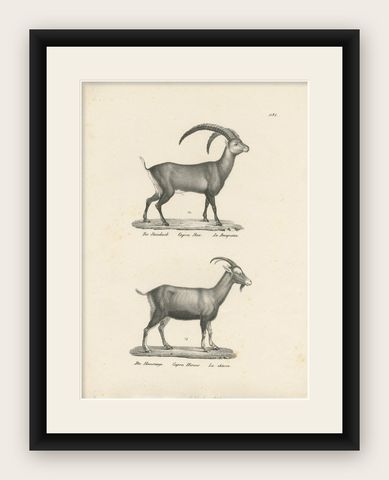 Antique Print of an Ibex and Domestic Goat by Schinz, 'c.1830', shown framed