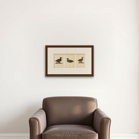 Antique Scandinavian Bird Lithographs, Velvet Scoter Ducks, Svenska Fåglar 1929, shown framed on a wall
