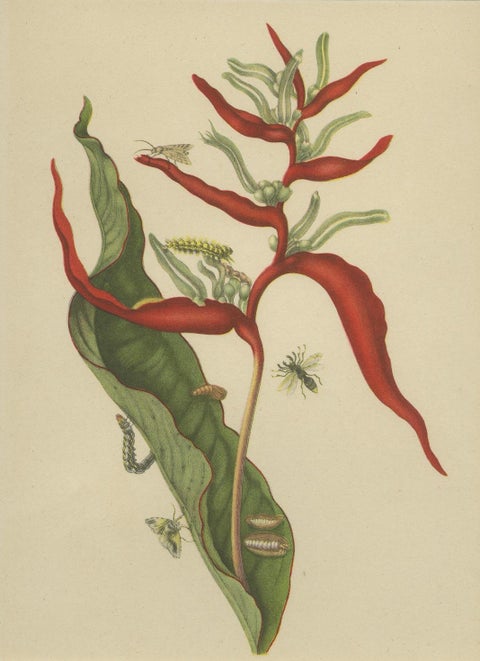 Heliconia with Insects, 19th-Century Lithograph after Merian’s Plate 54 (1705), close-up 3