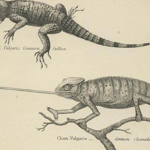 Pl. 3 Antique Print of Various Reptiles by Richardson, circa 1860, close-up 2