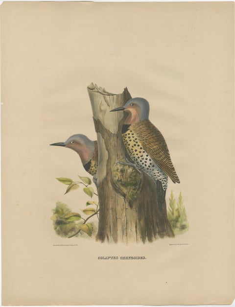 Large Old Bird Print Depicting Two Gilded Flickers, 1869, view 2